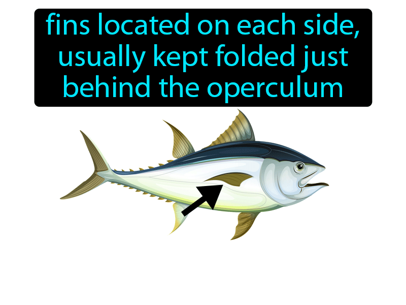 Pectoral Fin Definition with no text