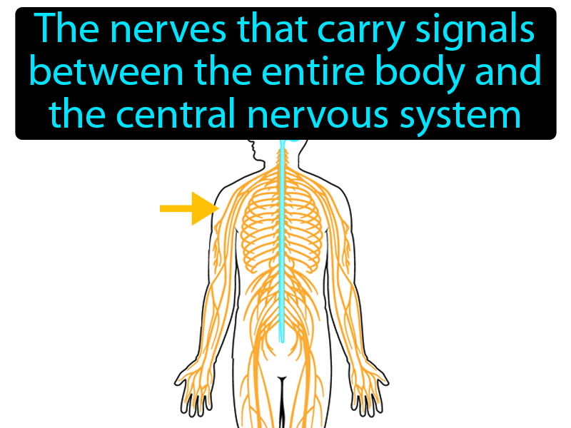 Peripheral Nervous System Definition with no text