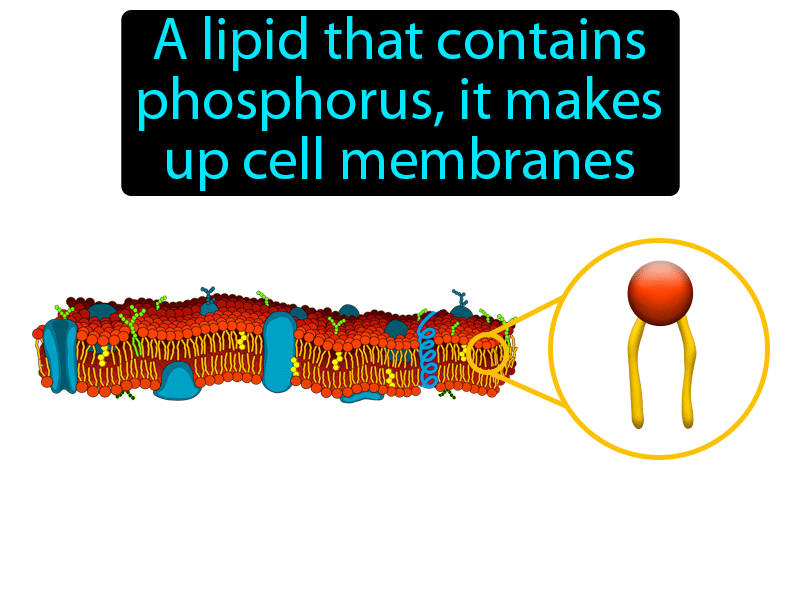 Phospholipid Definition with no text
