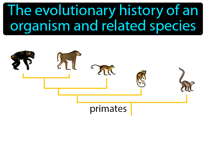 Phylogeny Definition with no text