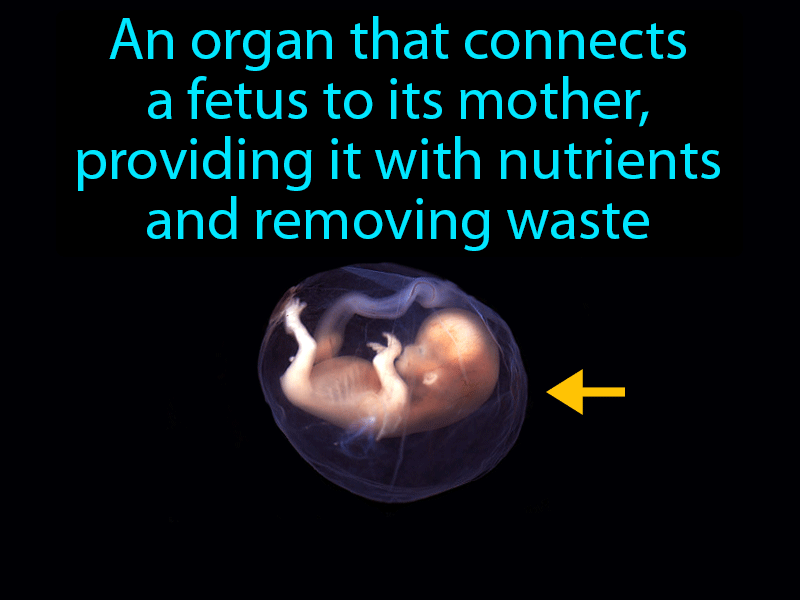 Placenta Definition with no text
