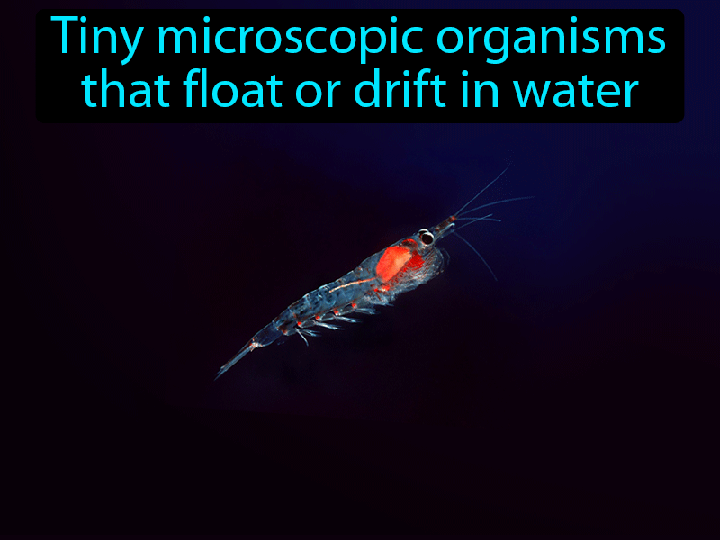Plankton Definition with no text