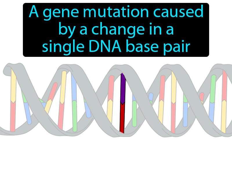 Point Mutation Definition with no text