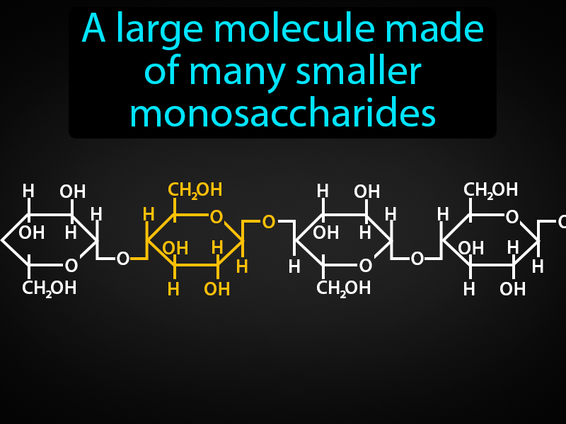 Polysaccharide Definition with no text
