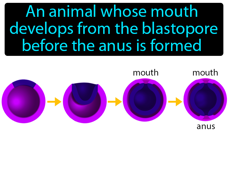 Protostome Definition with no text