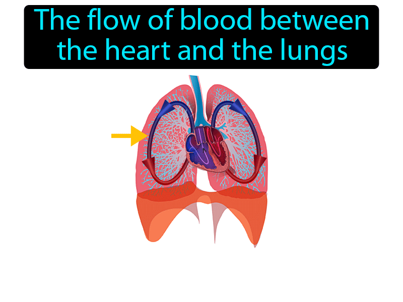 Pulmonary Circulation Definition with no text