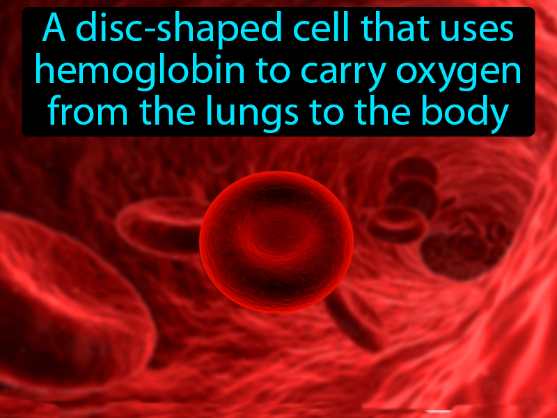 Red Blood Cell Definition with no text