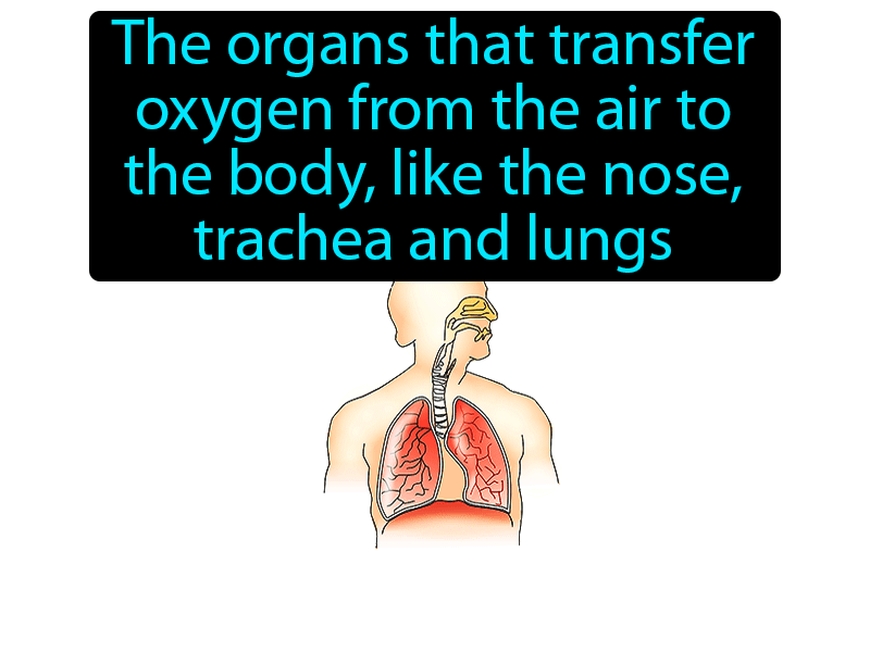 Respiratory System Definition with no text