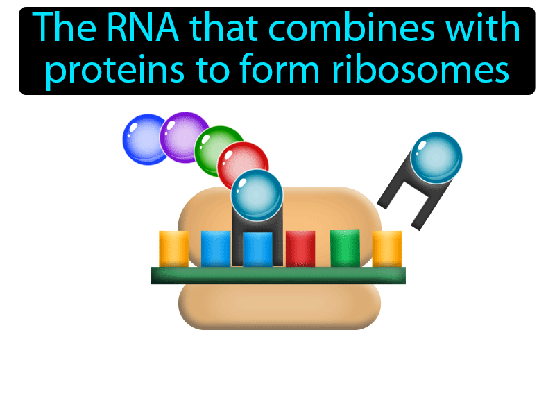 Ribosomal RNA Definition with no text