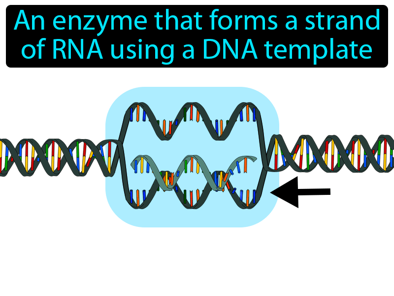 RNA Polymerase Definition with no text