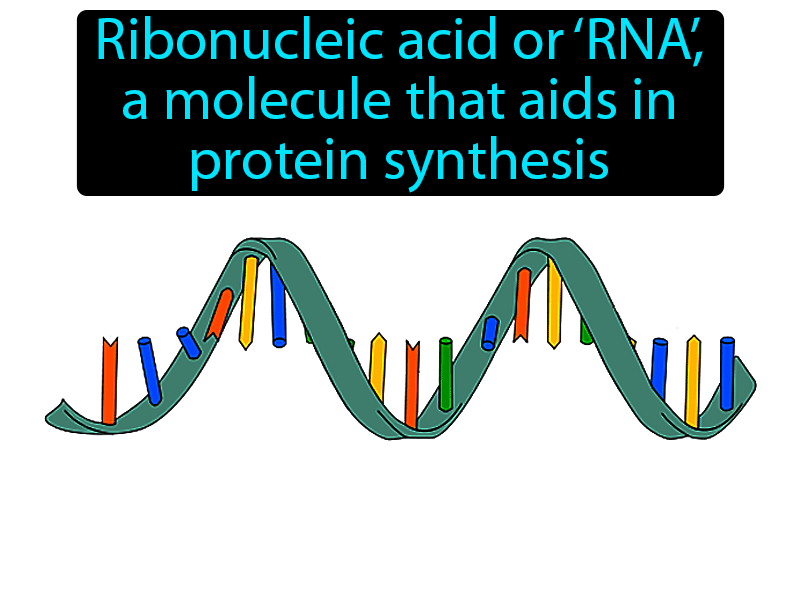 RNA Definition with no text