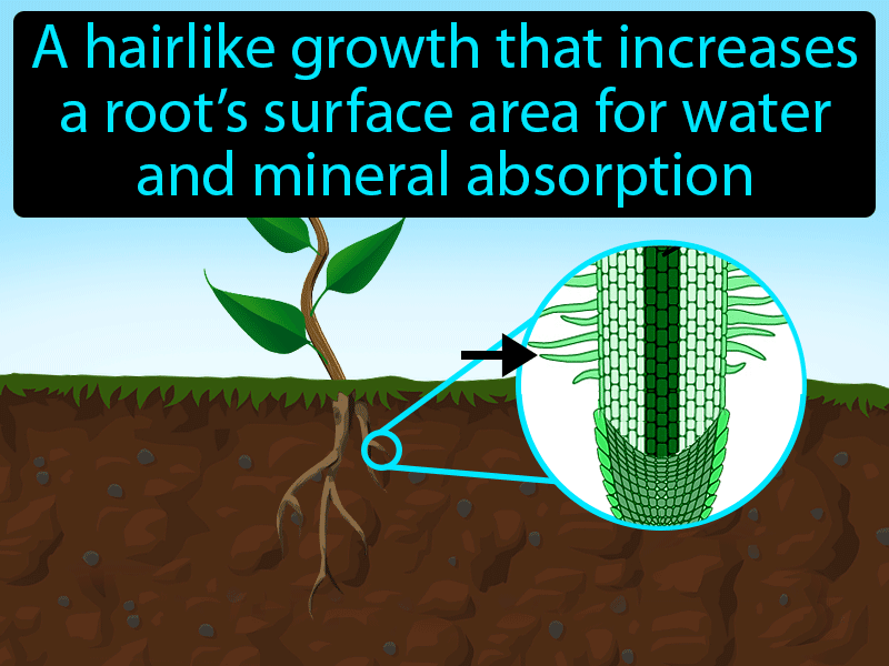 Root Hair Definition with no text