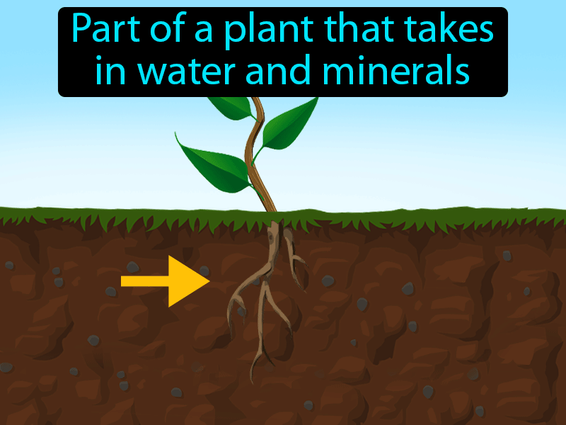 Root Definition with no text