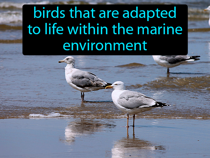 Seabirds Definition with no text