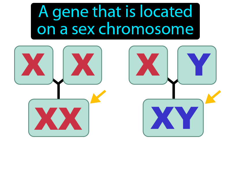 Sex Linked Gene Definition with no text