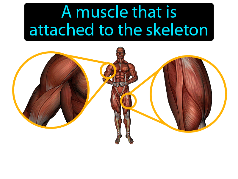Skeletal Muscle Definition with no text