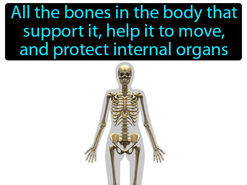 Skeletal System Definition with no text