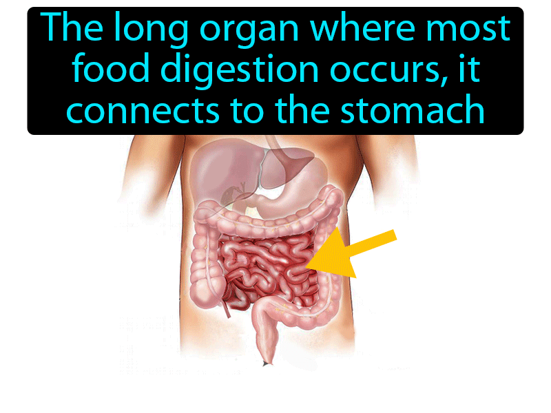 Small Intestine Definition with no text