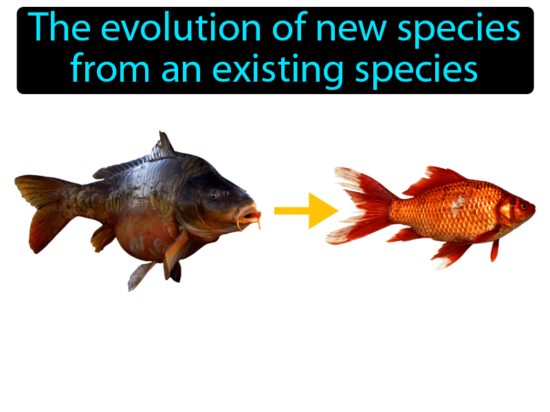 Speciation Definition with no text