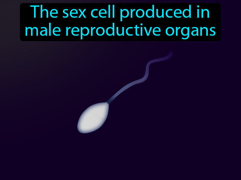 Sperm Definition with no text