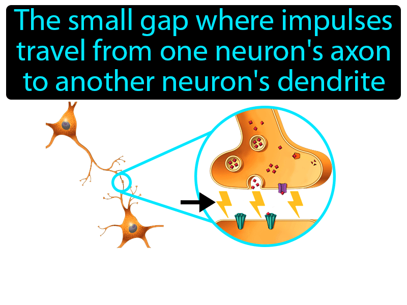 Synapse Definition with no text