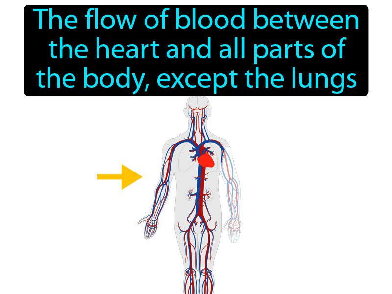 Systemic Circulation Definition with no text