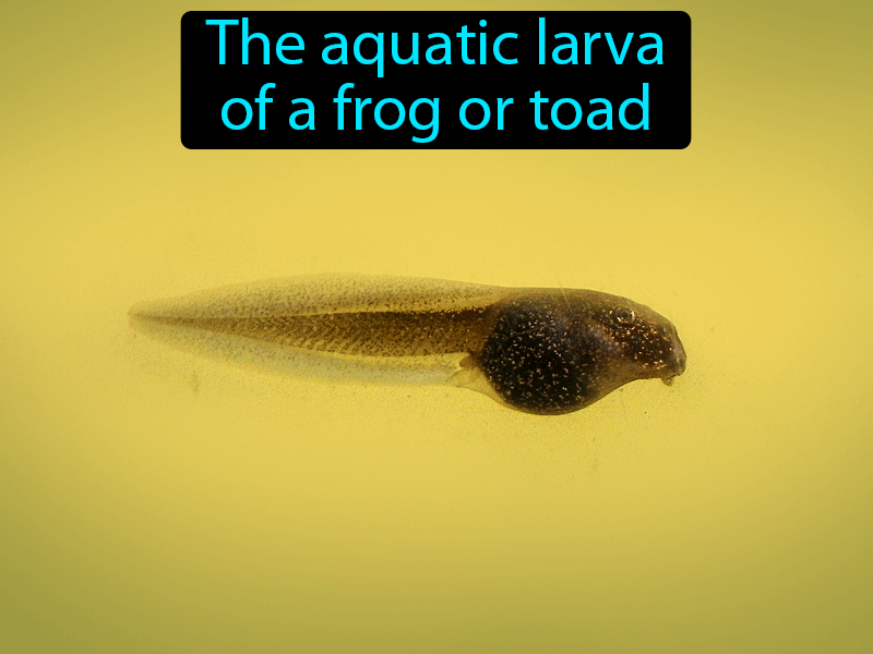 Tadpole Definition with no text
