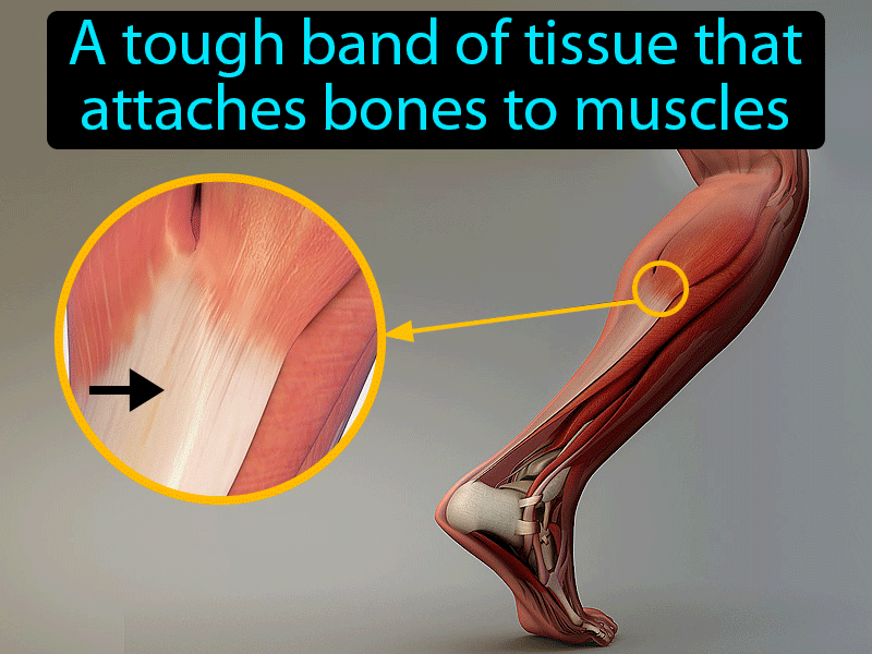 Tendon Definition with no text