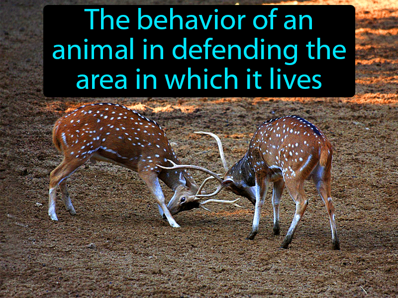 territorial-behavior-definition-image-gamesmartz