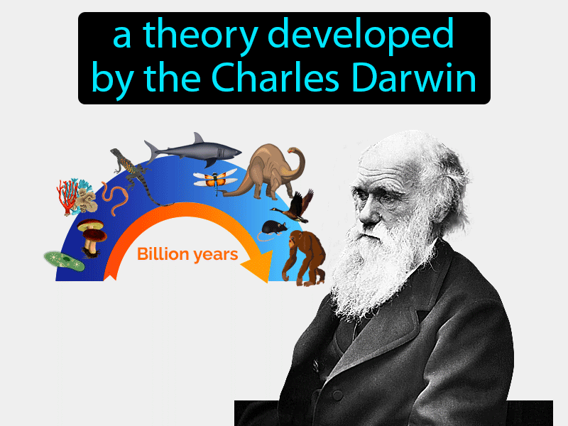 Theory Of Evolution Definition with no text