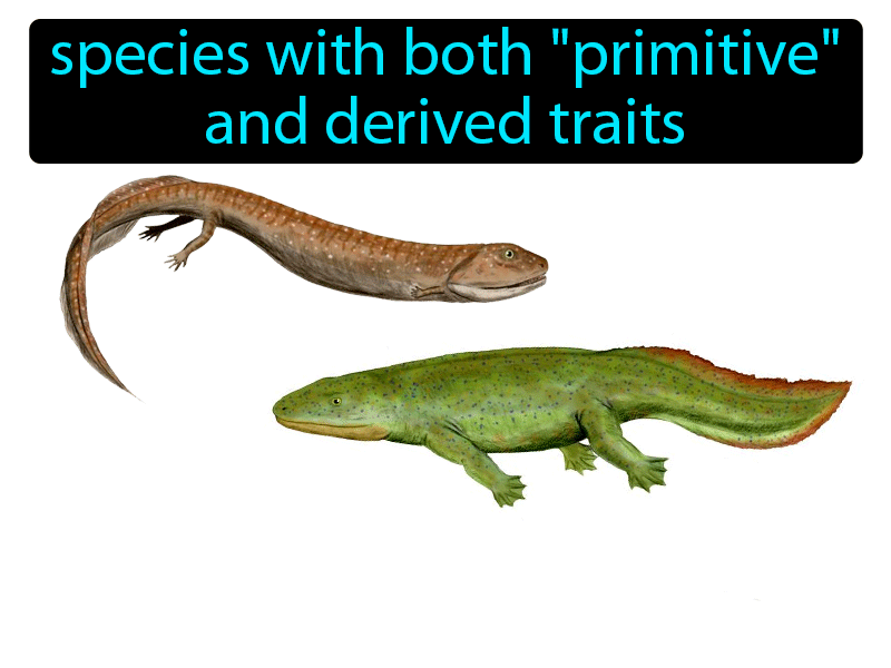 Transitional Species Definition with no text