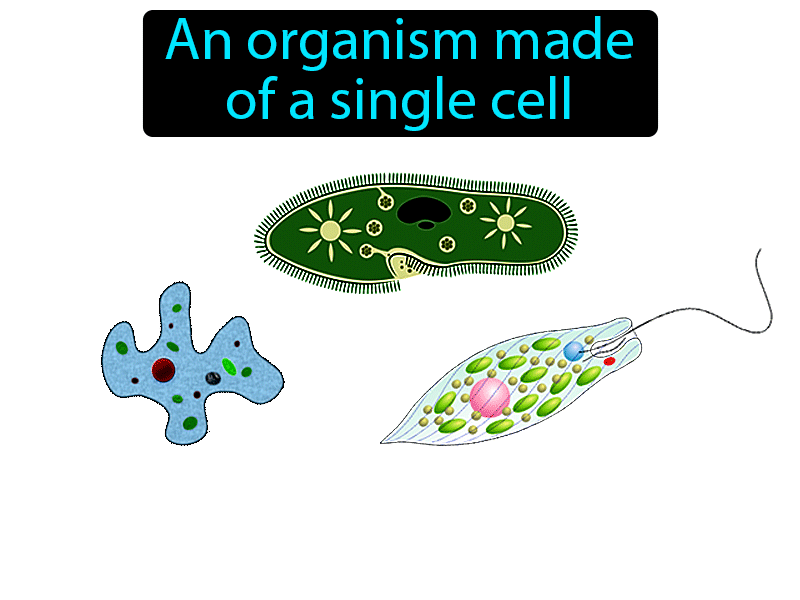 Unicellular Definition with no text