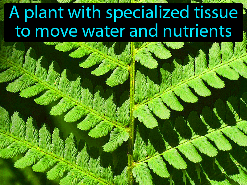 Vascular Plant Definition with no text