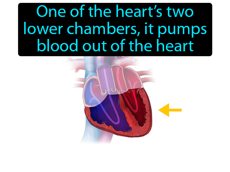 Ventricle Definition with no text