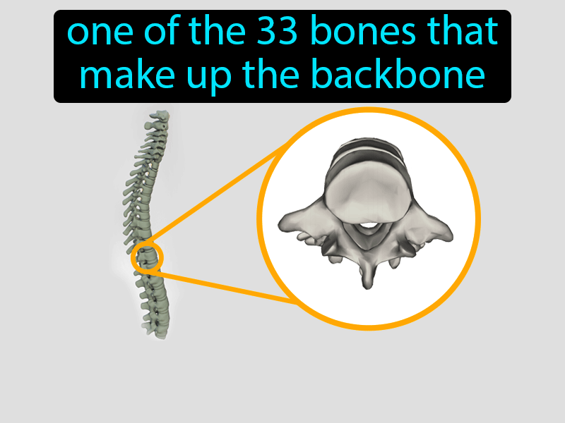 Vertebrae Definition with no text