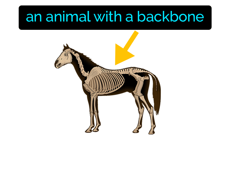 Vertebrate Definition with no text