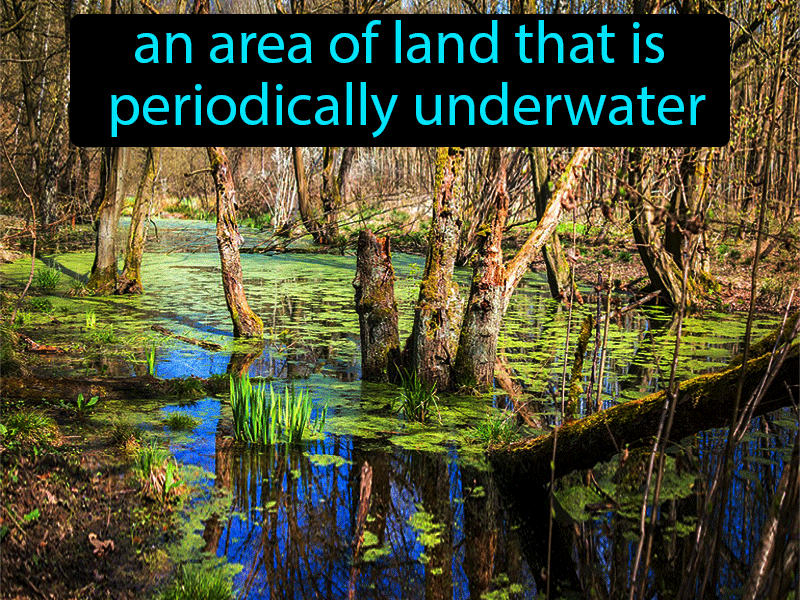 Wetland Definition with no text