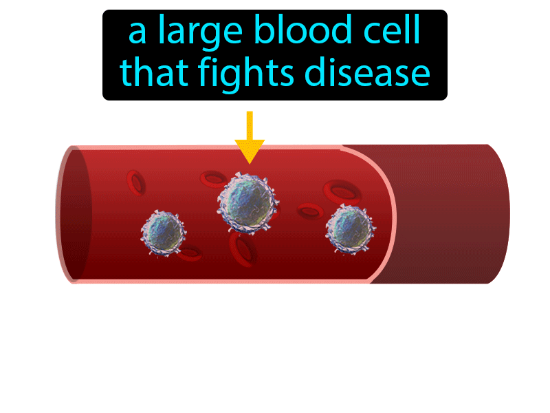 White Blood Cell Definition with no text