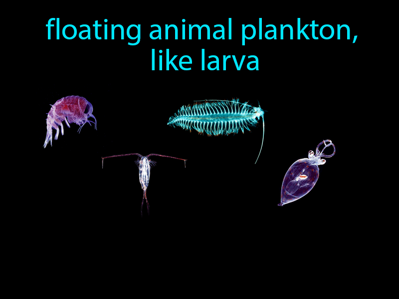 Zooplankton Definition with no text