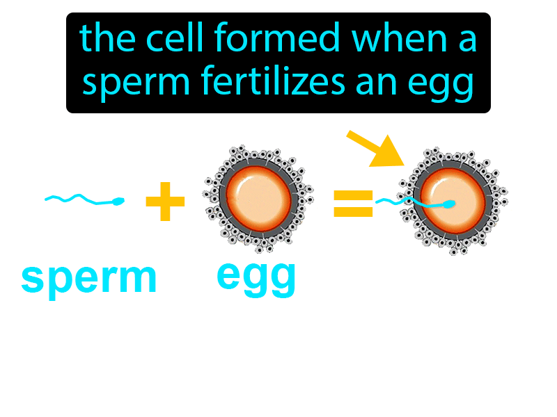 Zygote Definition with no text