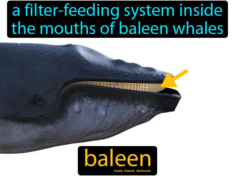 Baleen Definition