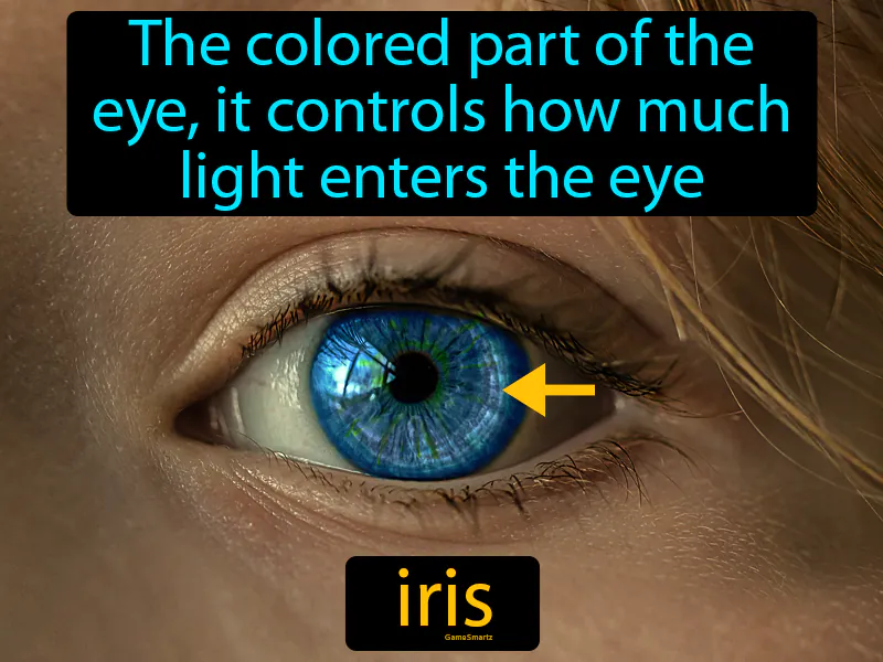 Iris Definition Iris Definition