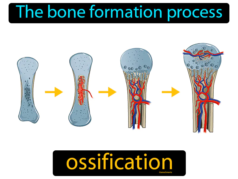 Ossification Definition Ossification Definition