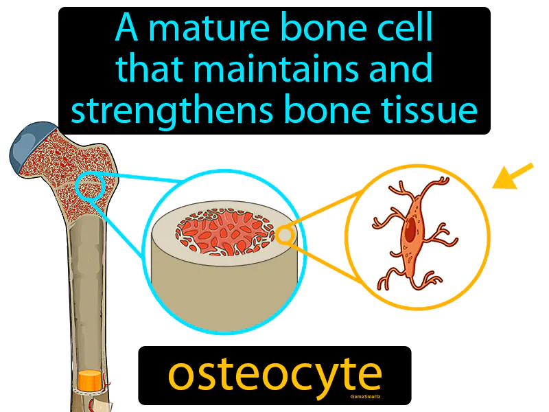 Osteocyte Definition Osteocyte Definition