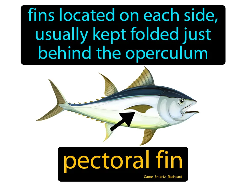 Pectoral Fin Definition Pectoral Fin Definition