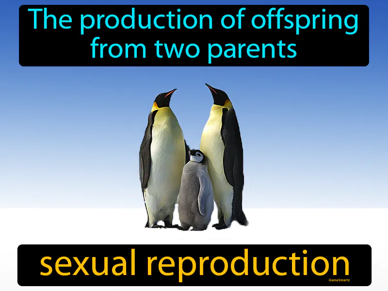 Sexual Reproduction Definition Sexual Reproduction Definition