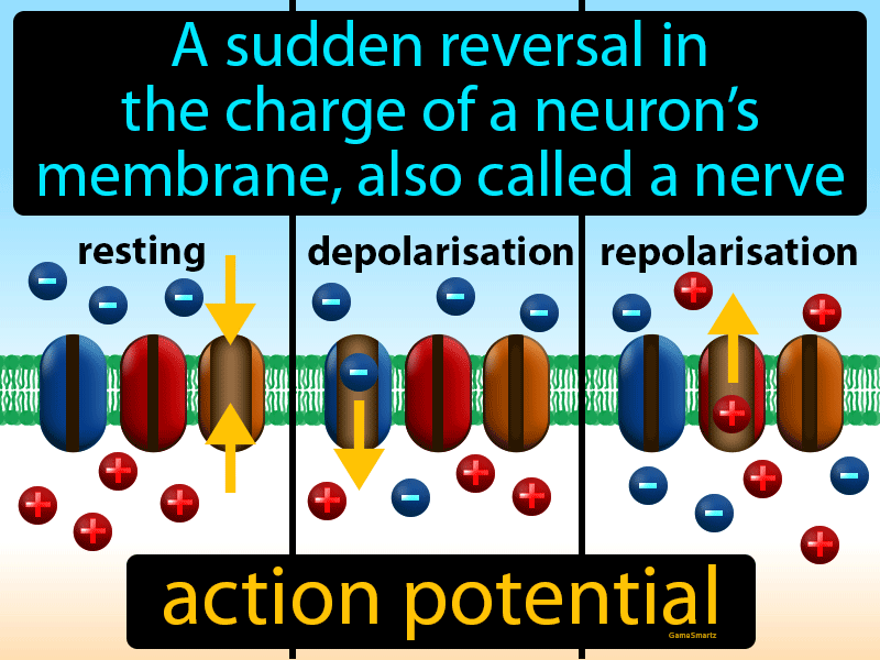 Action Potential Definition