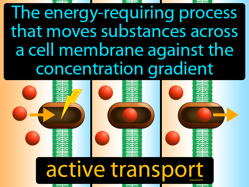 Active Transport Definition