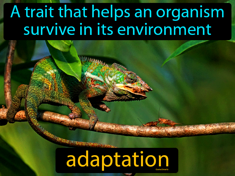 Adaptation Definition