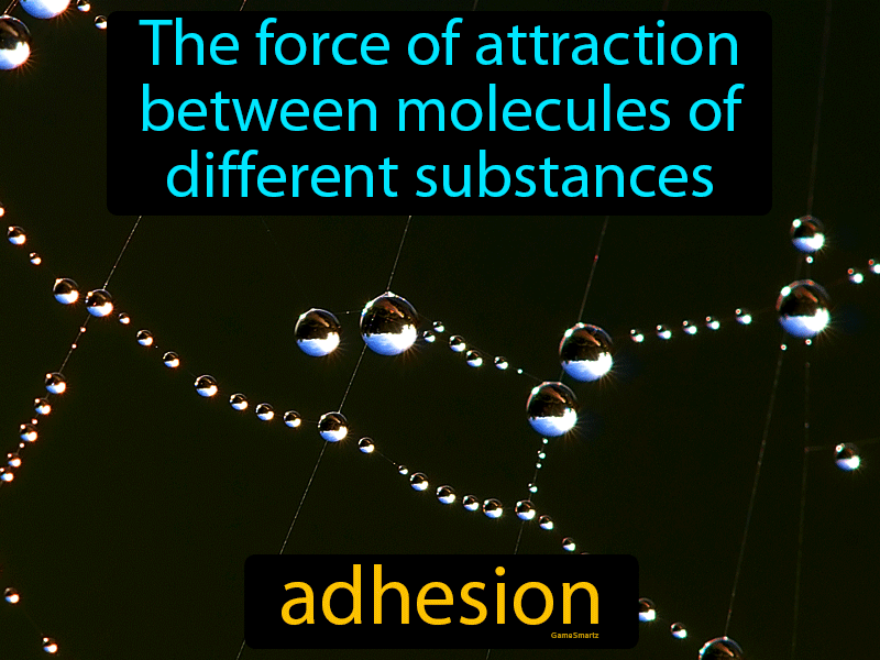 Adhesion Definition